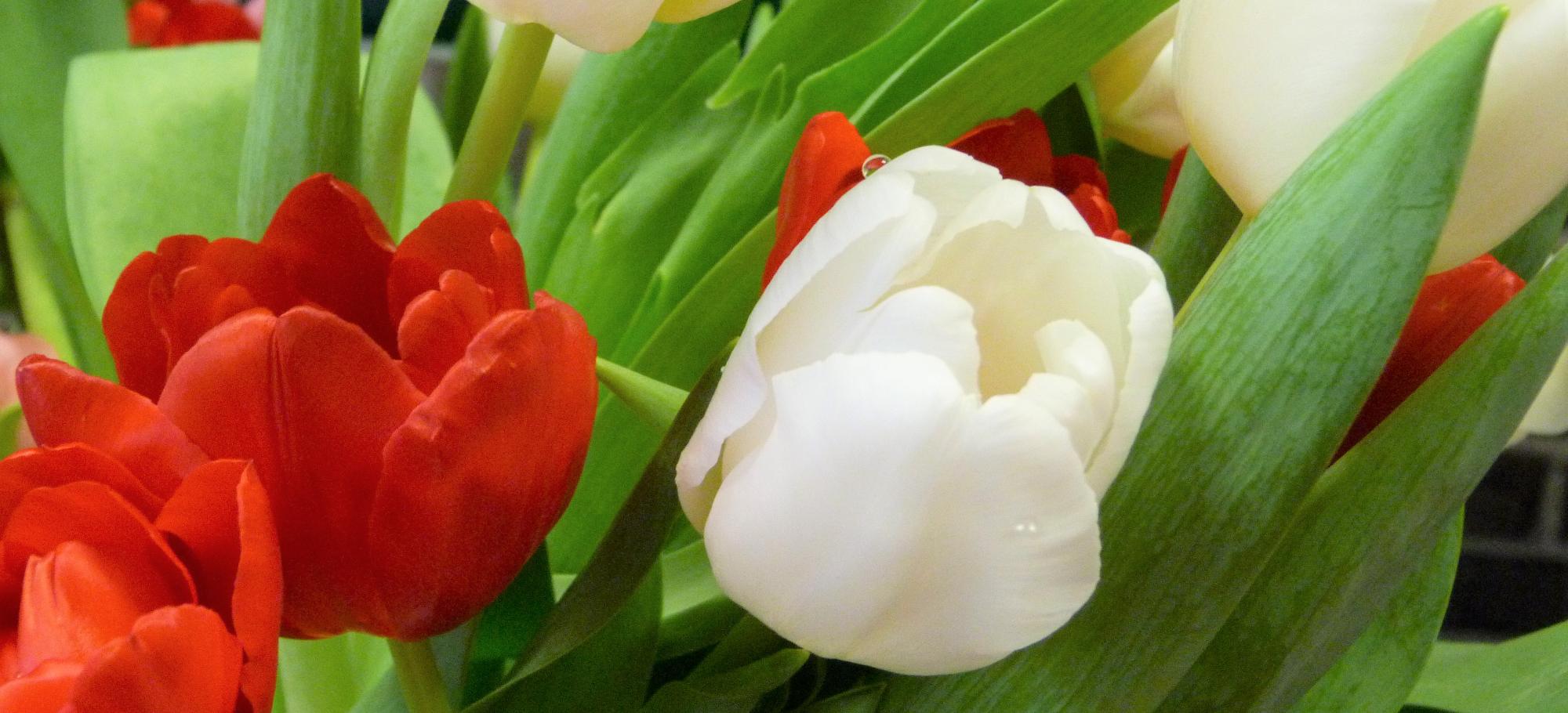 Tulpe